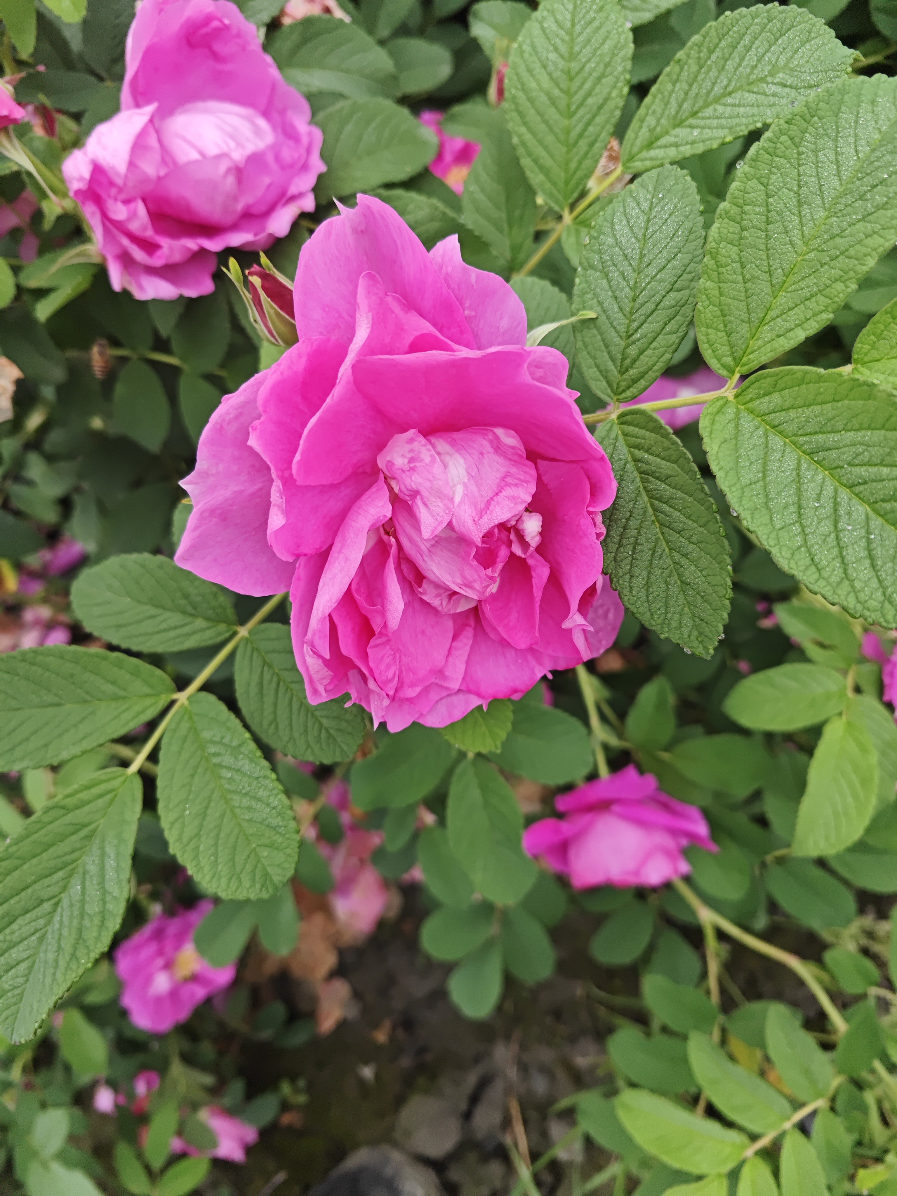 【大苗修剪】紫枝大马士革露天苗庭院阳台地栽绿植2株