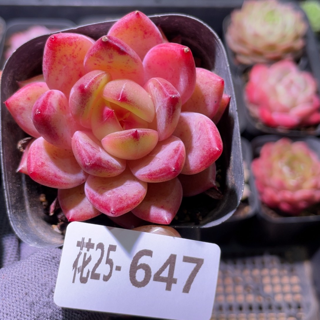 花利美25-647醉霞