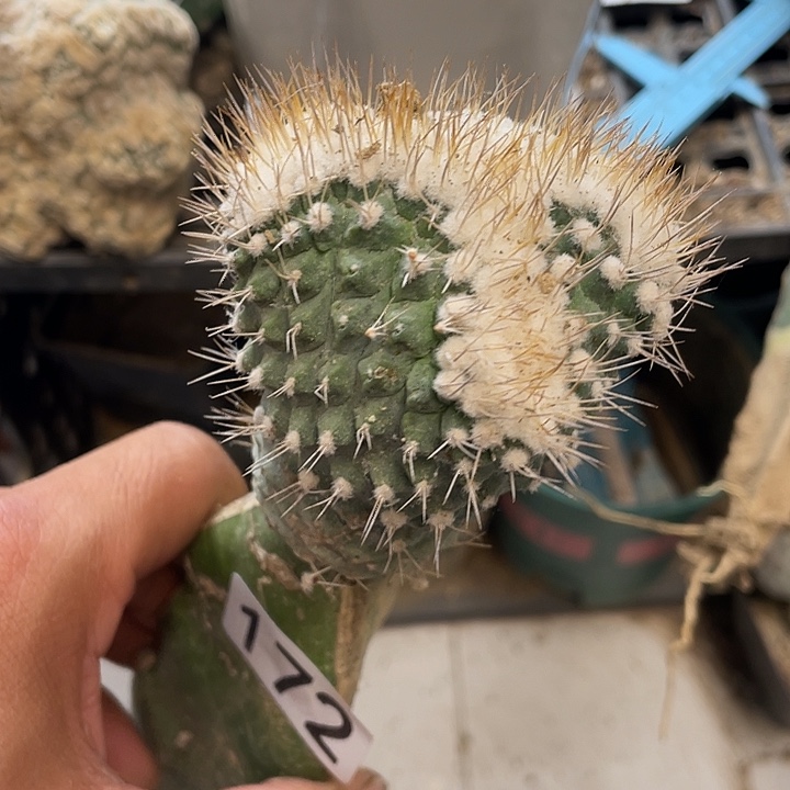 仙人球掬水纗172号