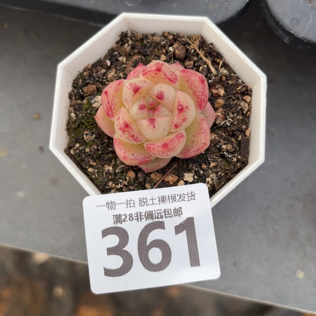 m100单头无盆土发货