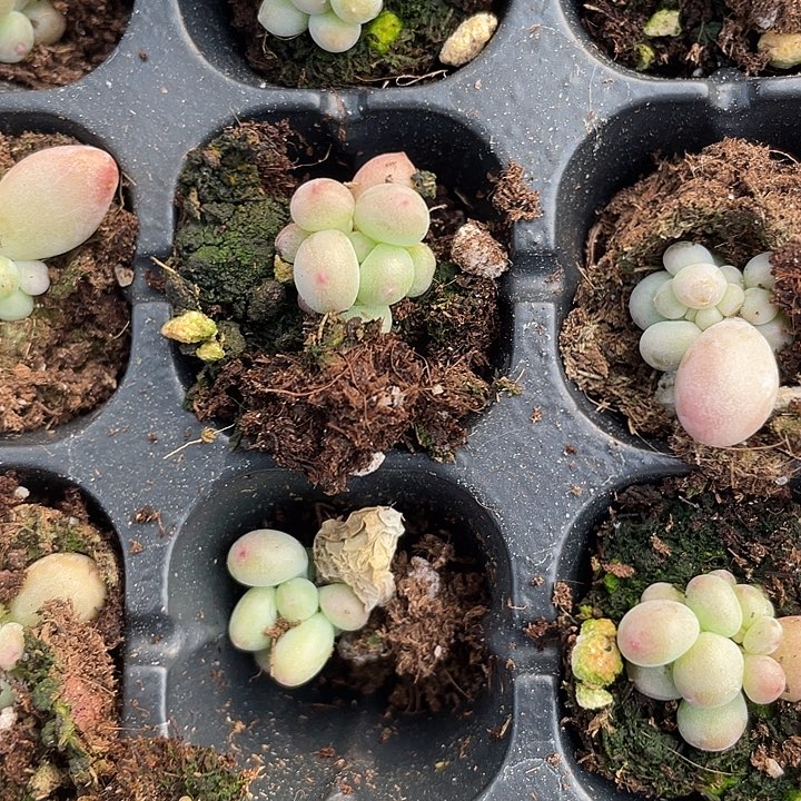 萤火虫随机发满18包邮发3颗
