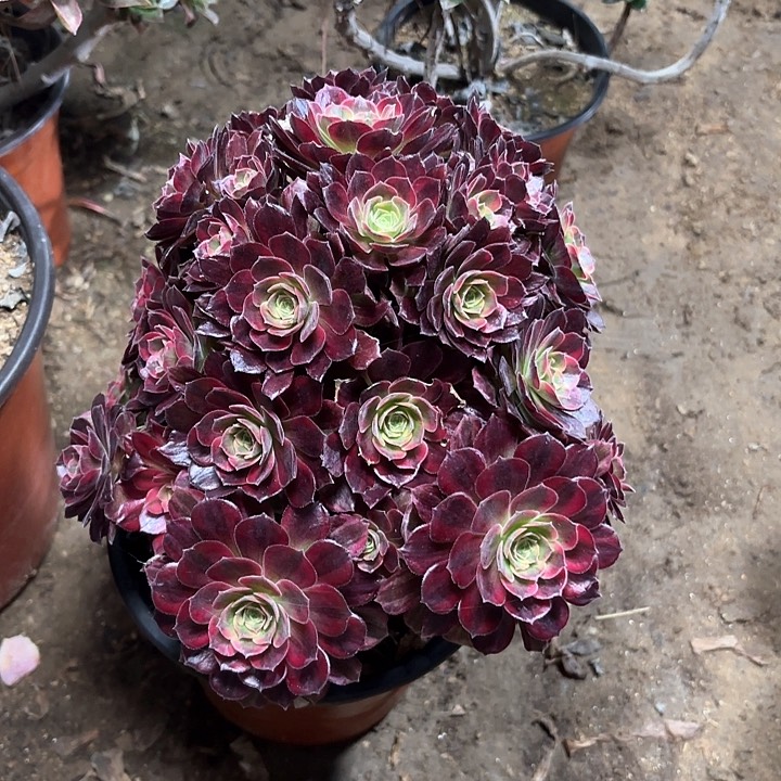 多肉植物法师安娜73