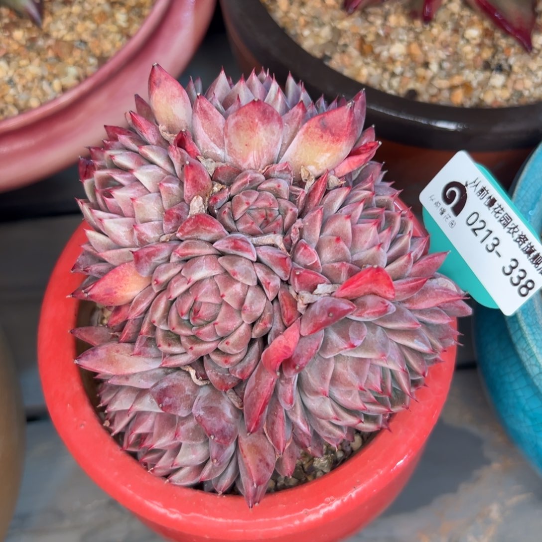 多肉一物一拍0213-338