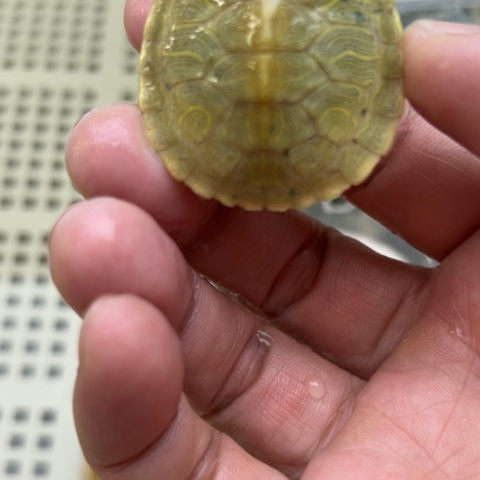 绿毛龟不分公母8888888