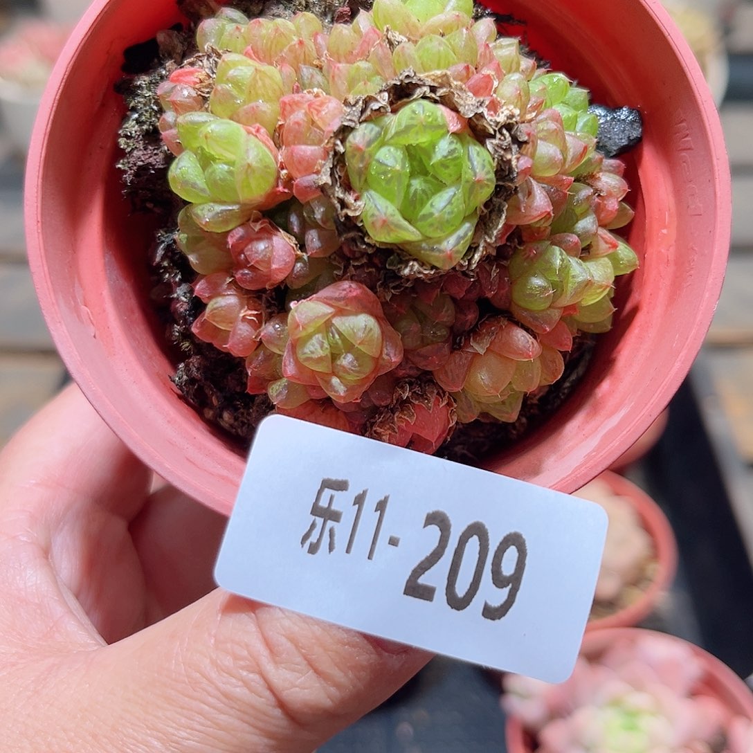 乐11-209 草玉露群
