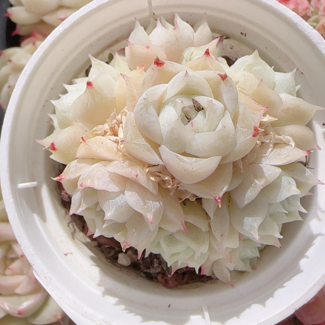 糖***儿花语多肉1231-104散