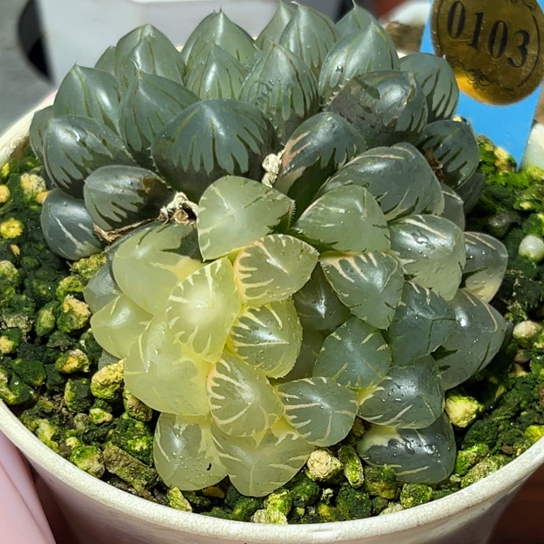 恭喜发财大吉大利0103