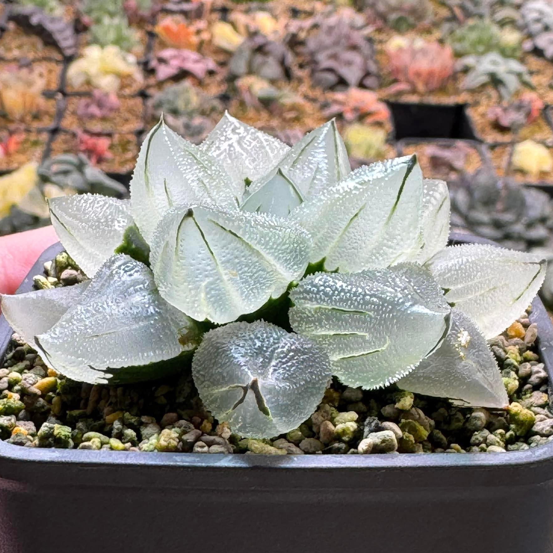 新品全窗冰玉鸾瓦苇十二卷多肉植物精品盆栽