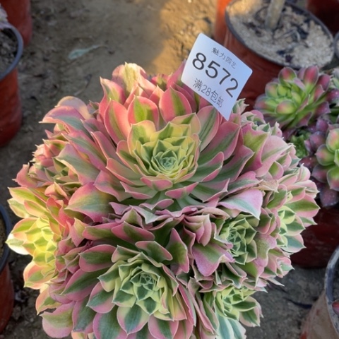 白凤多肉多肉8572