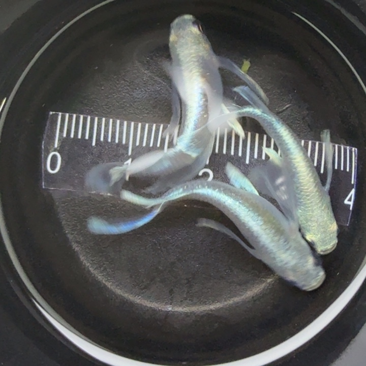 青鳉鱼天使之翼2号