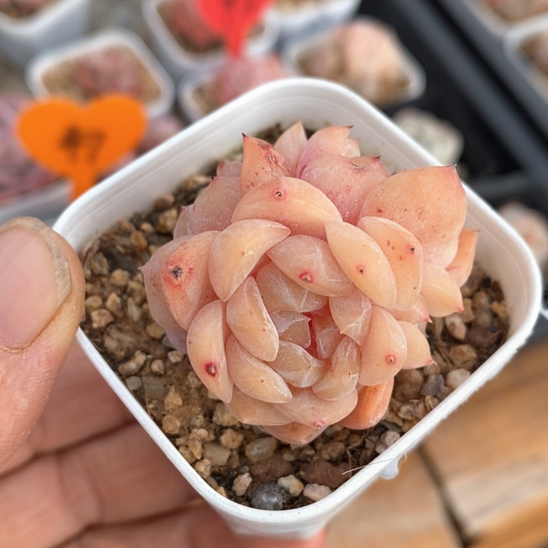 精品多肉一物一拍不包整82