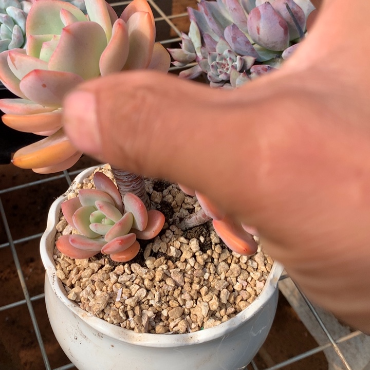 白月光多肉植物两单包邮