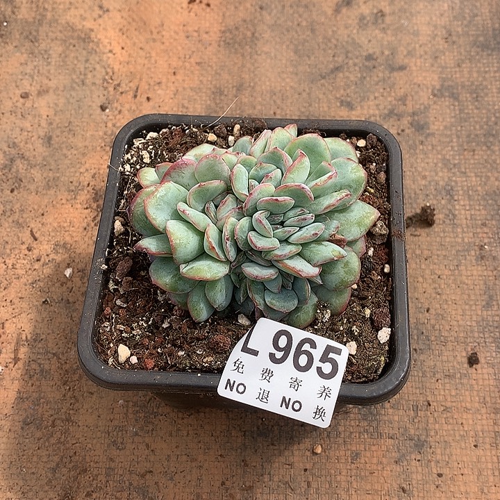 泡***喵泡芙朵朵 多肉植物9.28号发