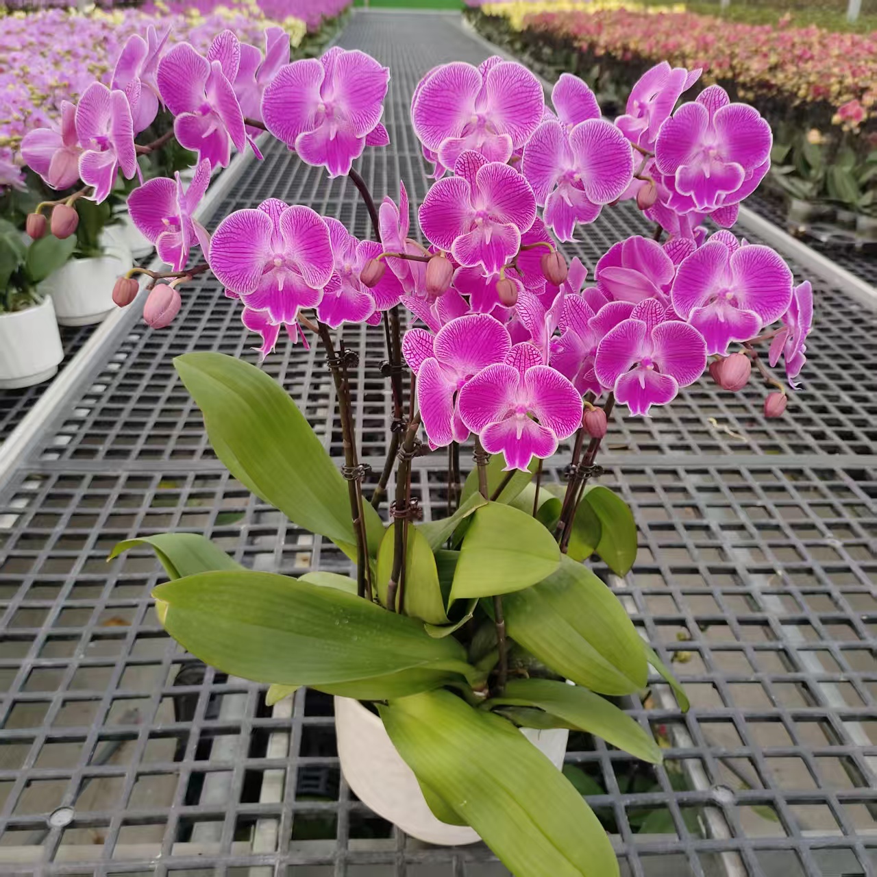 成功【巴菲娜】蝴蝶兰精致组盆花卉盆栽四季植物