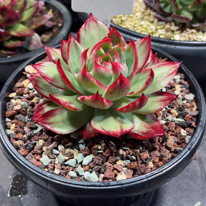 自***性惊鸿仙子多肉植物A409