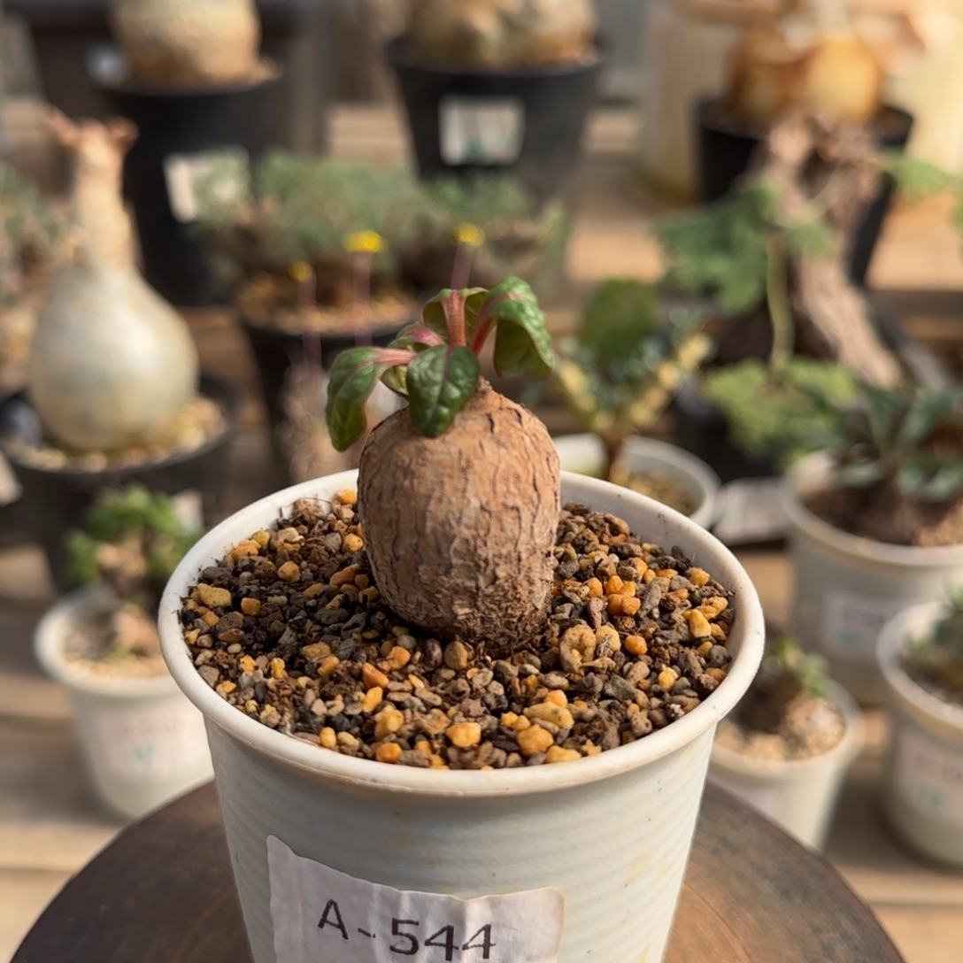 544鬼笑大戟块根植物