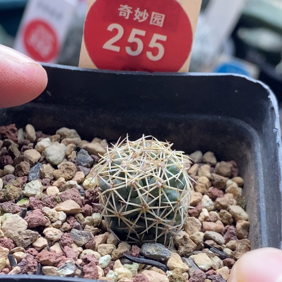 实生顶花凤舞1.6cm