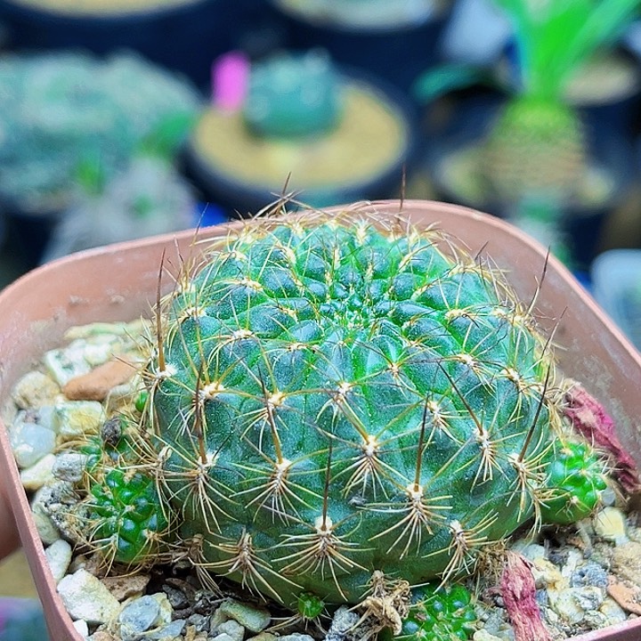 红花沟宝山实生球一颗一颗