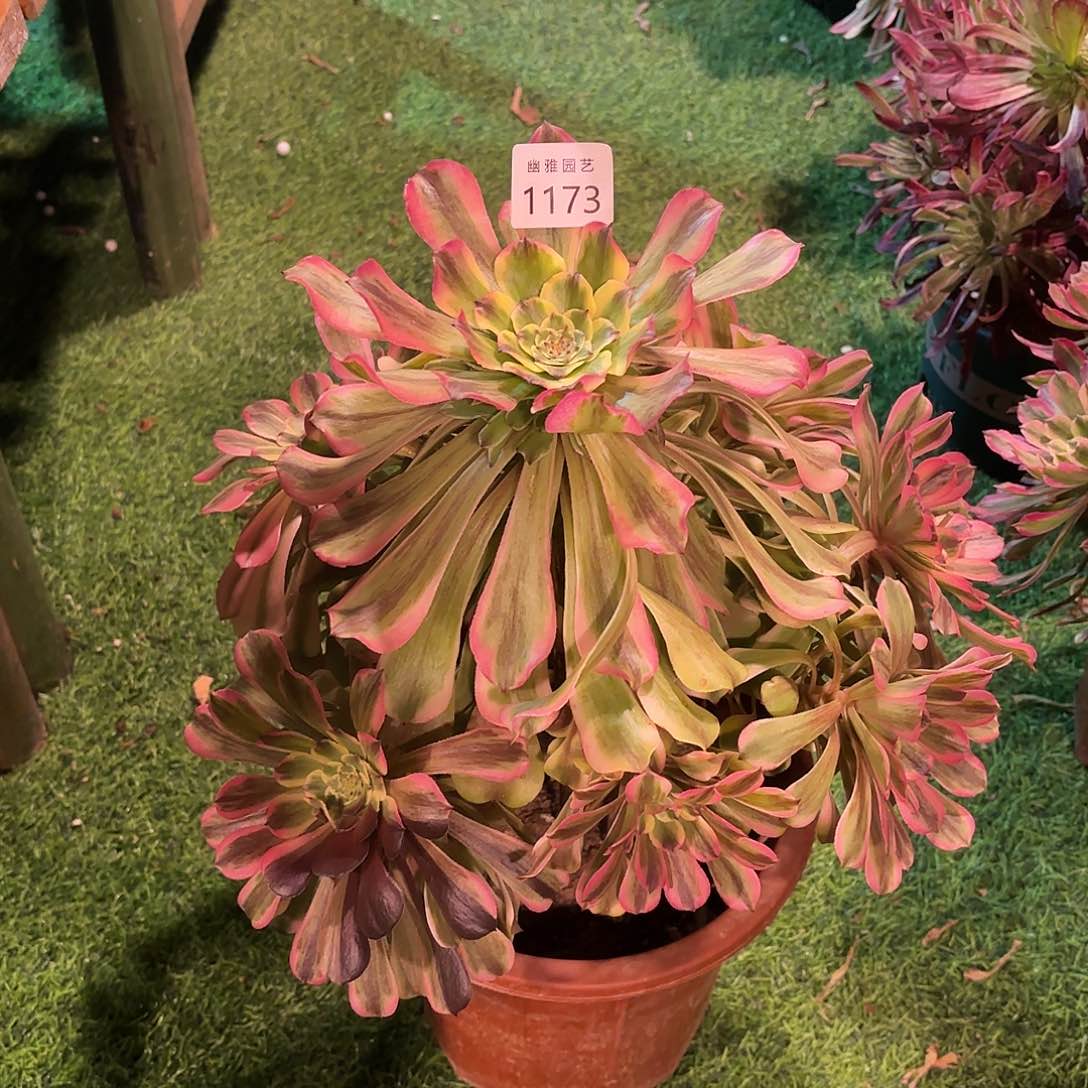 多肉法师黛玉1173不包售后不包断枝