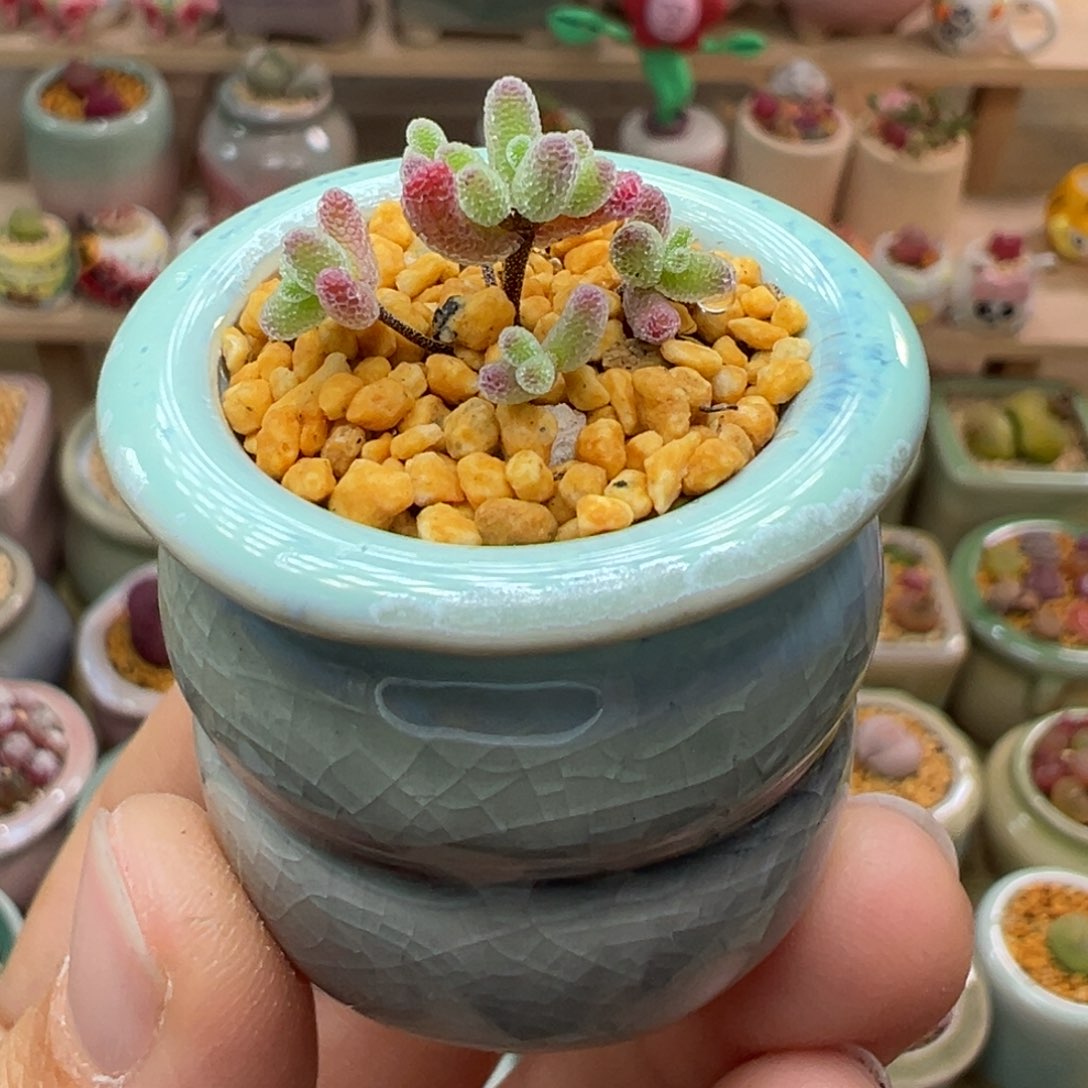 多肉植物4号糖球