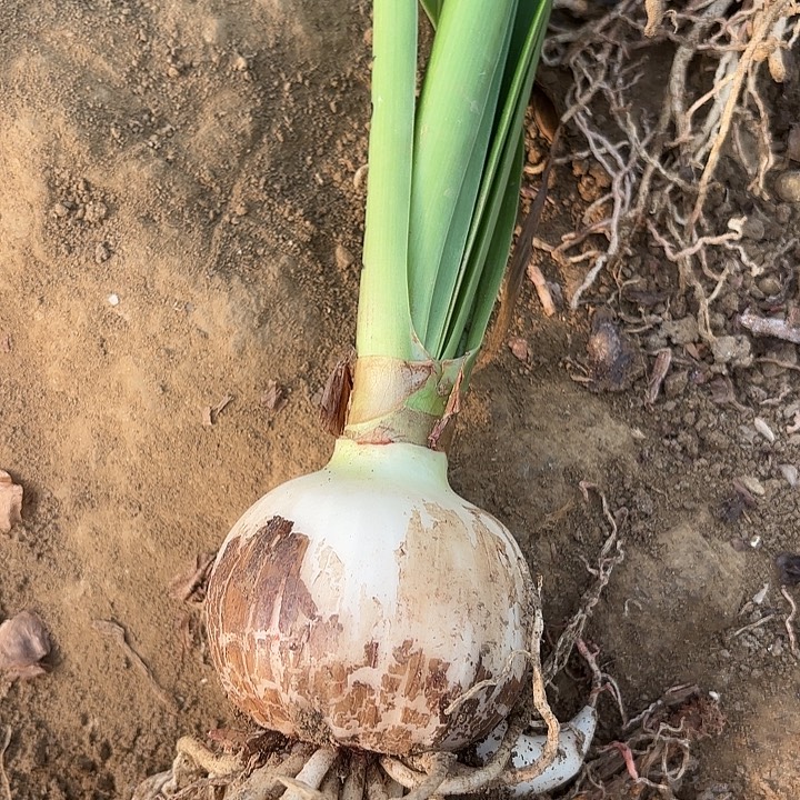 无花朵气质美女包对版一号