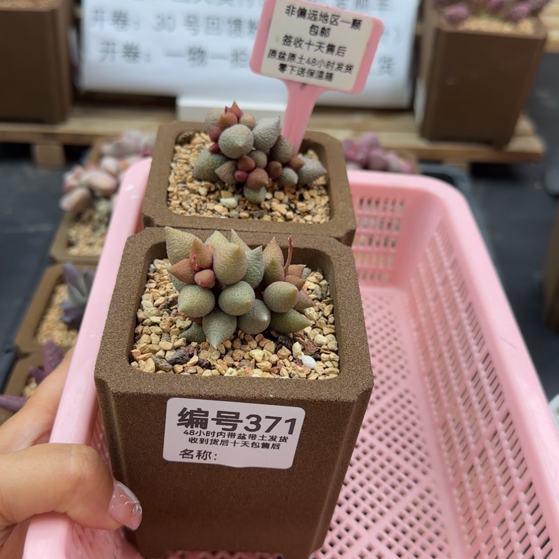 王*妹371小辣椒2颗多肉植物