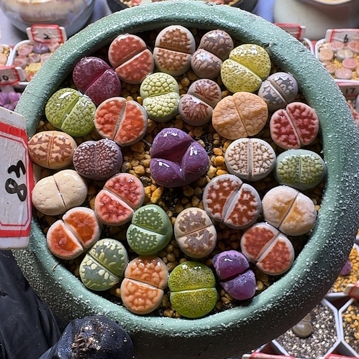 带盆土23:：：。在。  9号