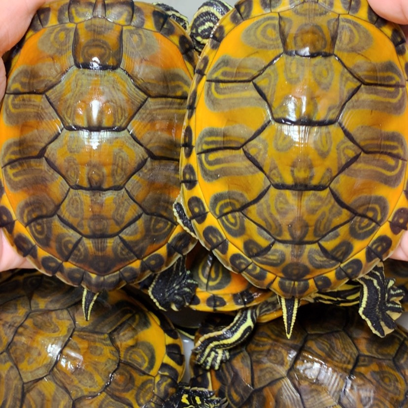 【闪购商品】不分公母宠物龟