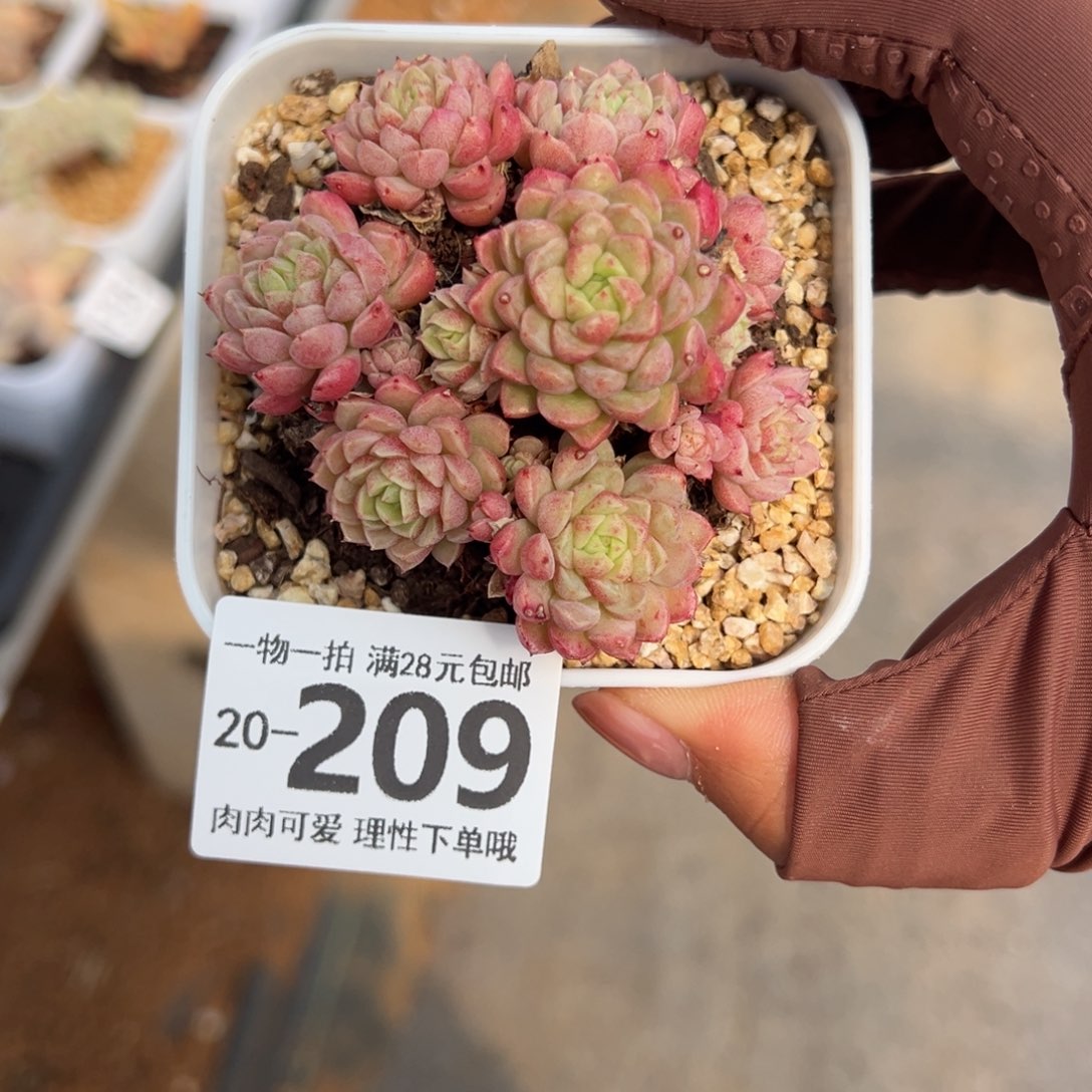 绿心羊脂球多肉多肉多肉多肉多肉