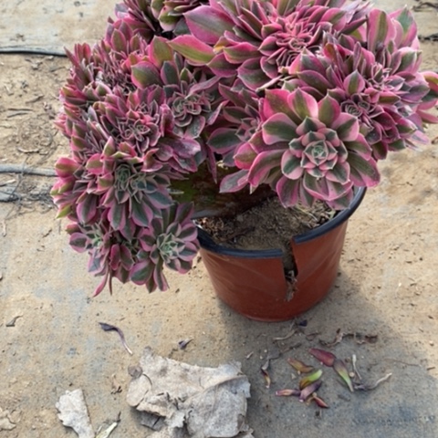 粉女巫缀4一物一拍