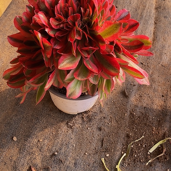 2733红袖多肉缀化