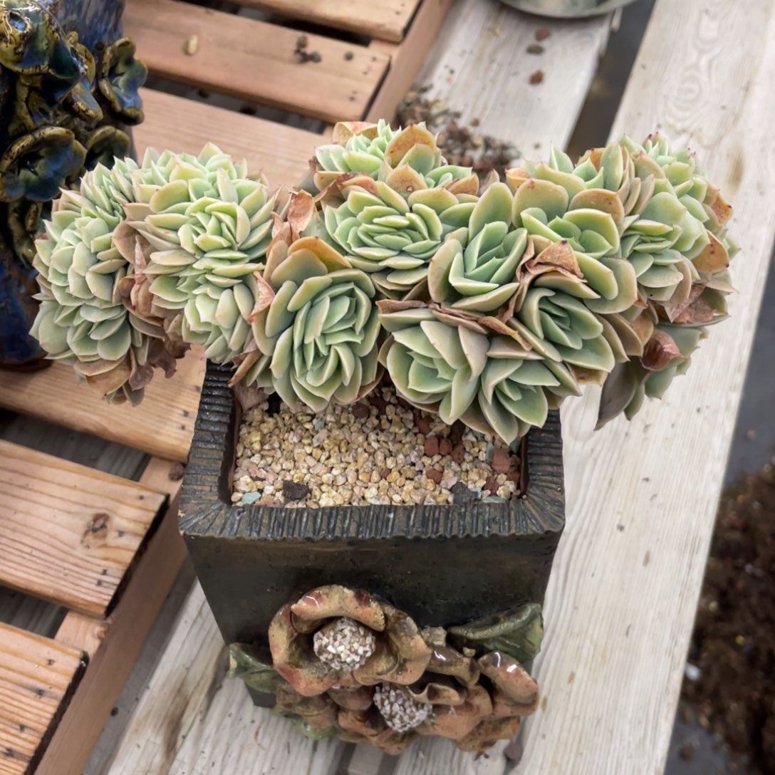 星纳塔缀化小树缀