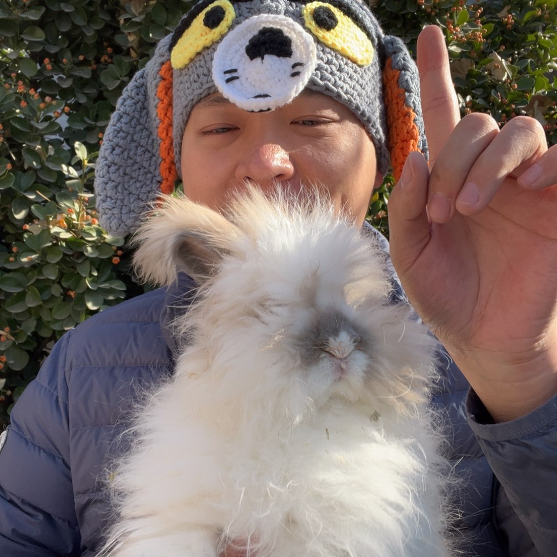 双血统英系安哥拉兔子