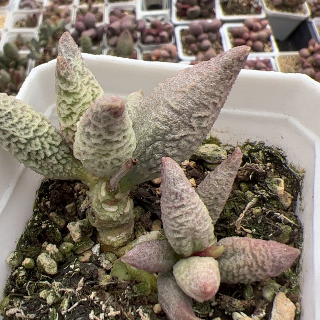 特价融化纹冰激凌多头纯木质桩