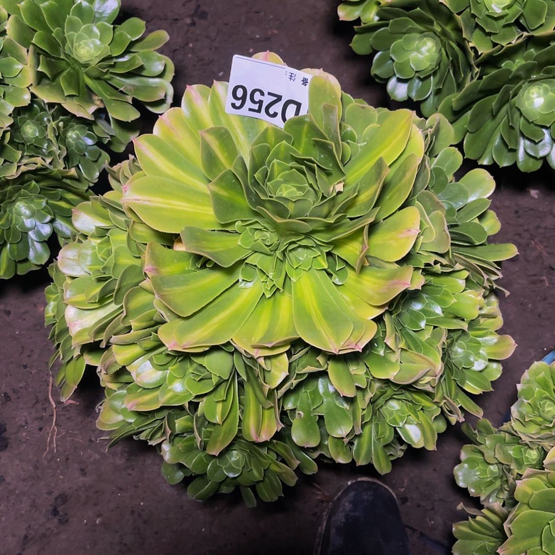 法师法师13-38包邮法师