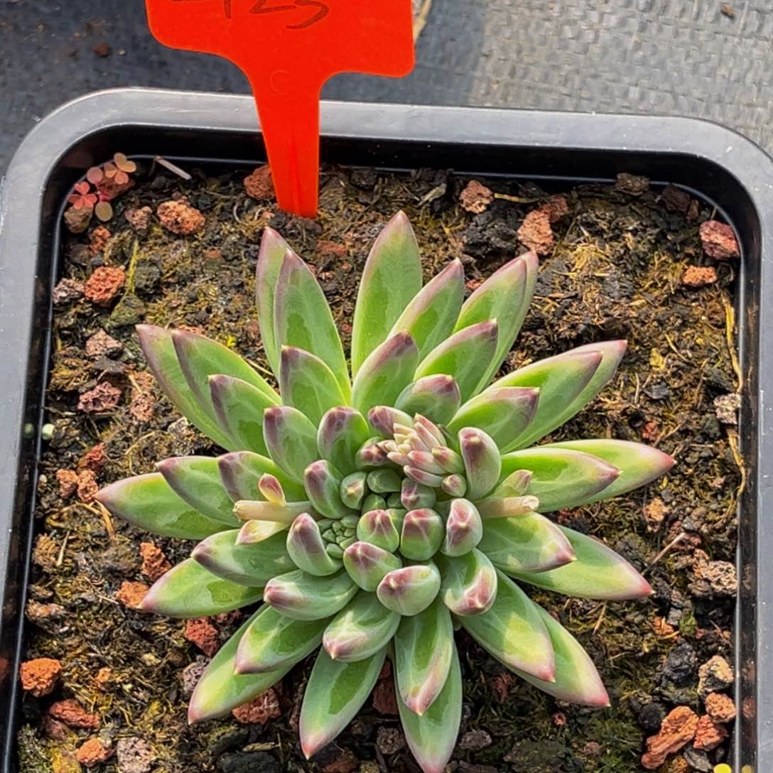 2423号上午多肉植物群生多肉植物