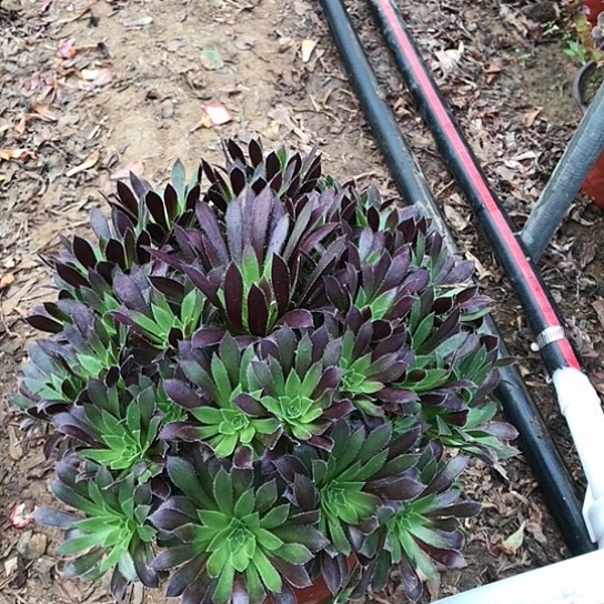 长***》火凤凰法师000000002