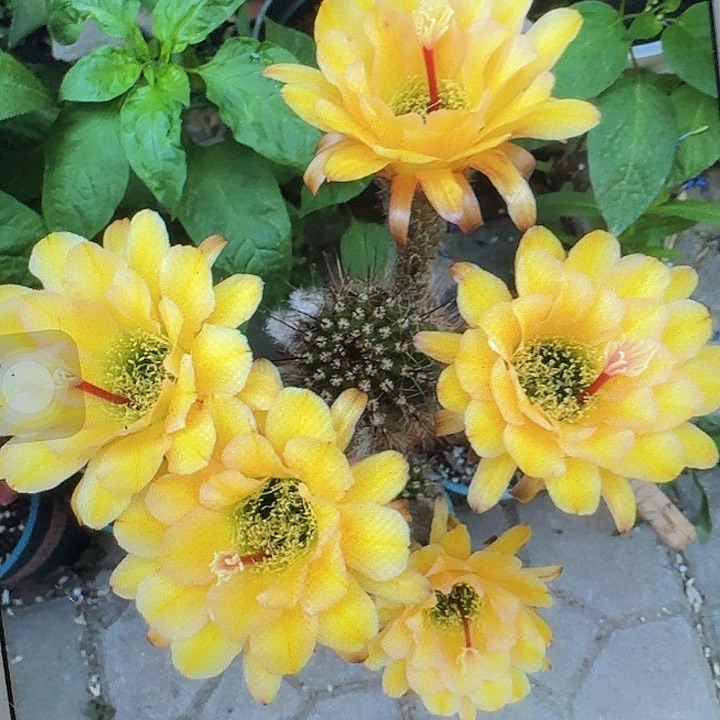 法一根高12公分毛花柱