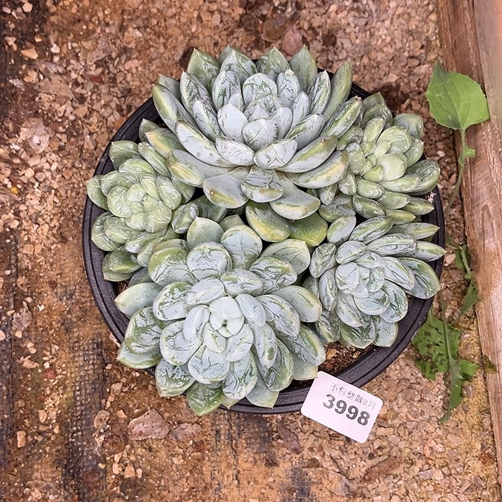 阿雅园艺。    3998百达翡翠