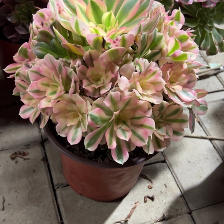 女巫多肉植物花花