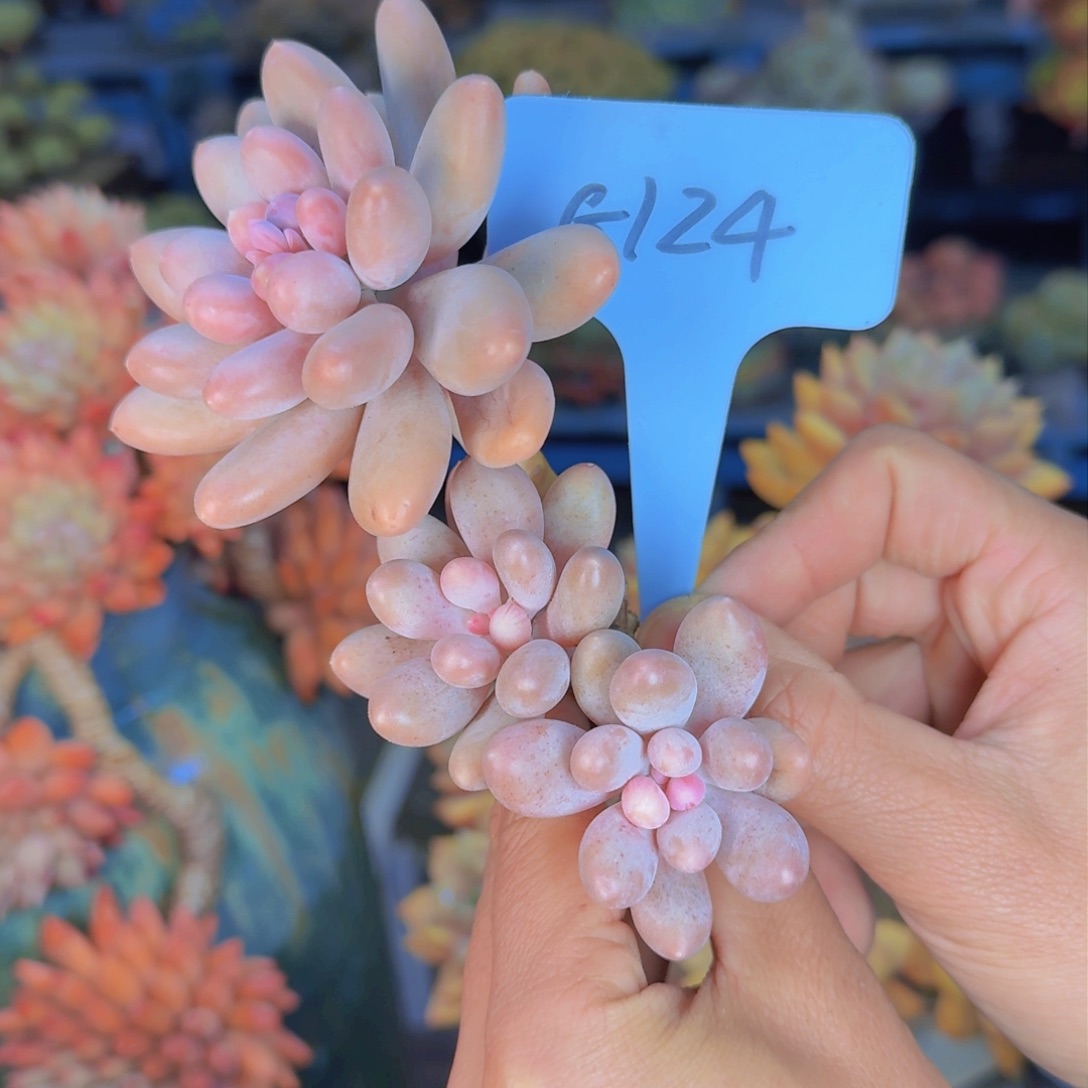 多肉植物和植物的