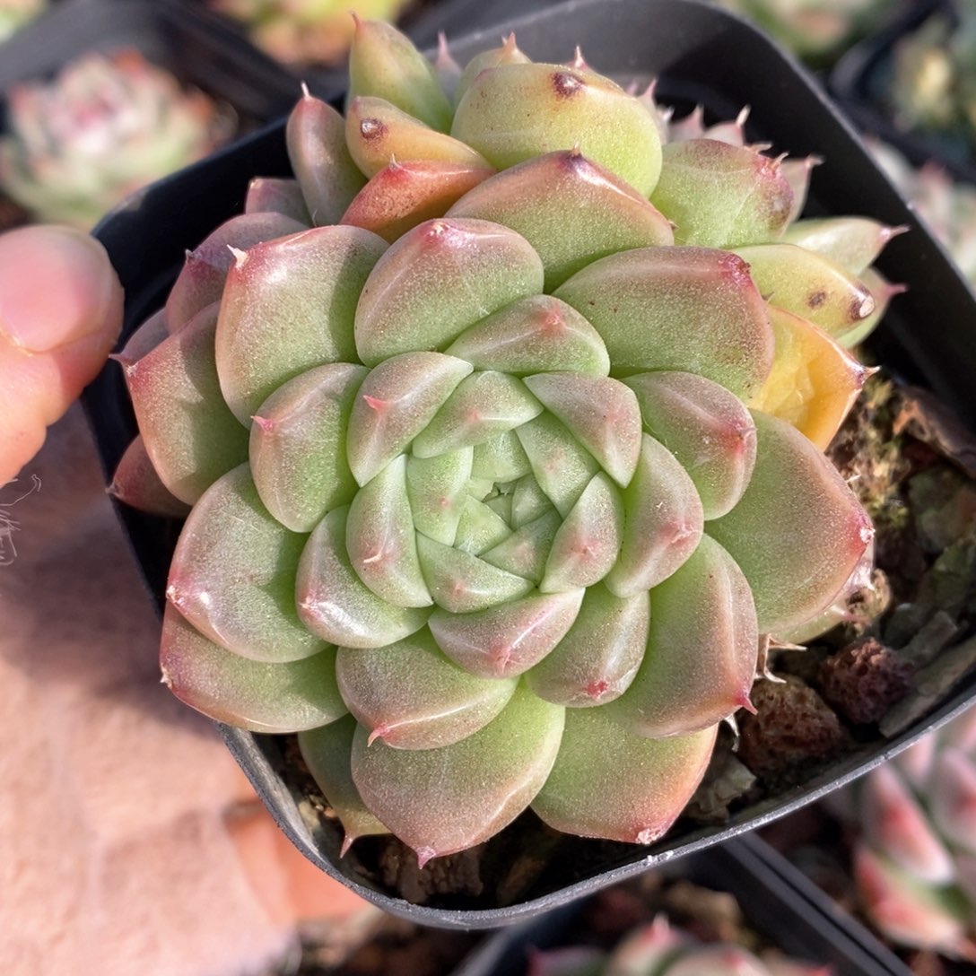 精品多肉一物一拍199