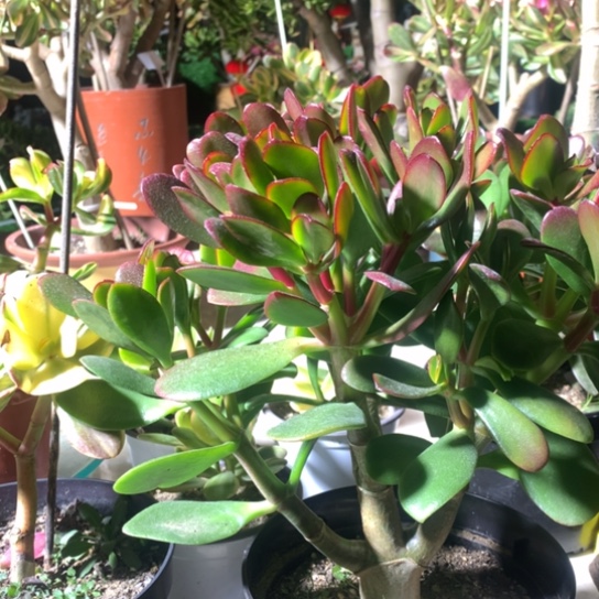 用****4R5紫叶脱土发货