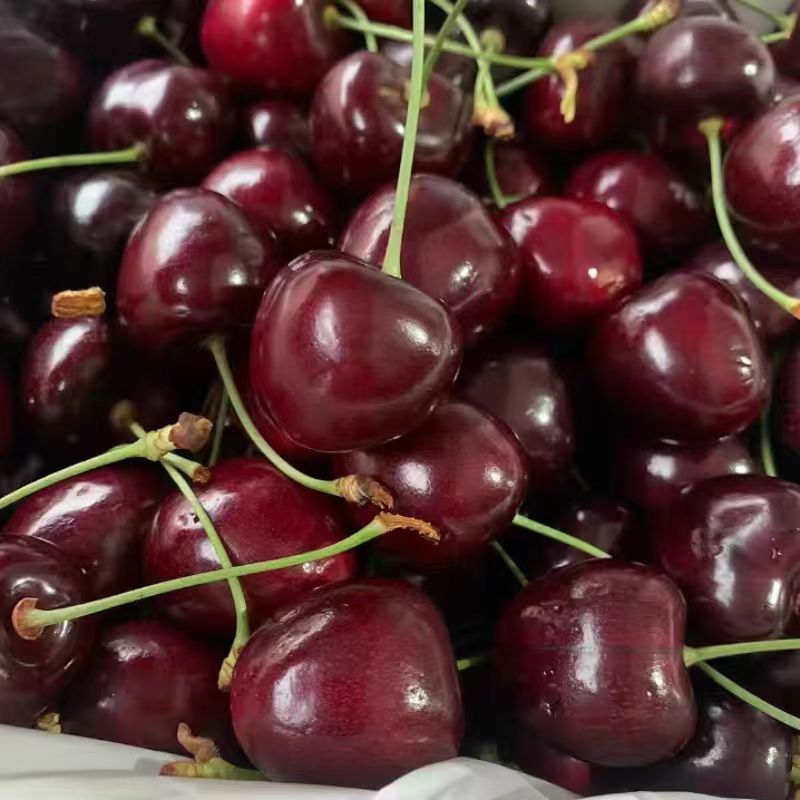 冰熊车厘子海运(三JD)净重2-5斤/内附果径卡（惠鲜水果）拉宾斯樱桃智利共和国