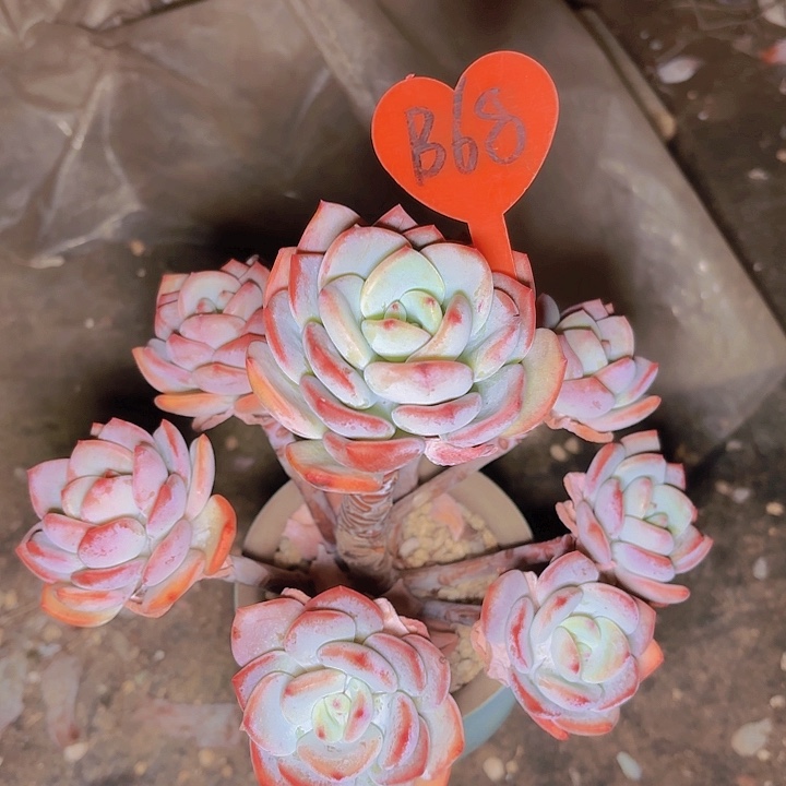 -****y白月光一物一拍B68