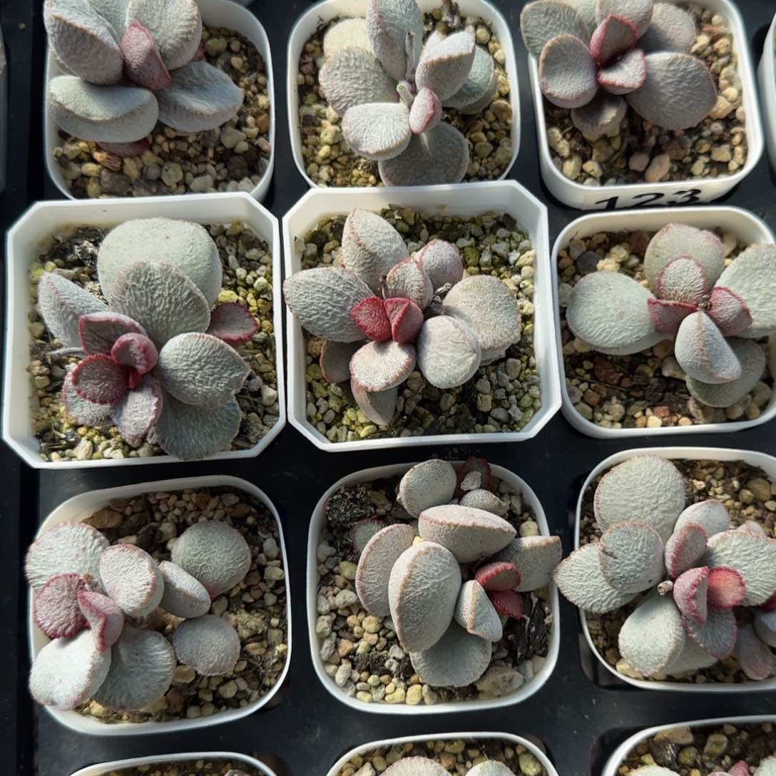 圣姬量拍链接多肉