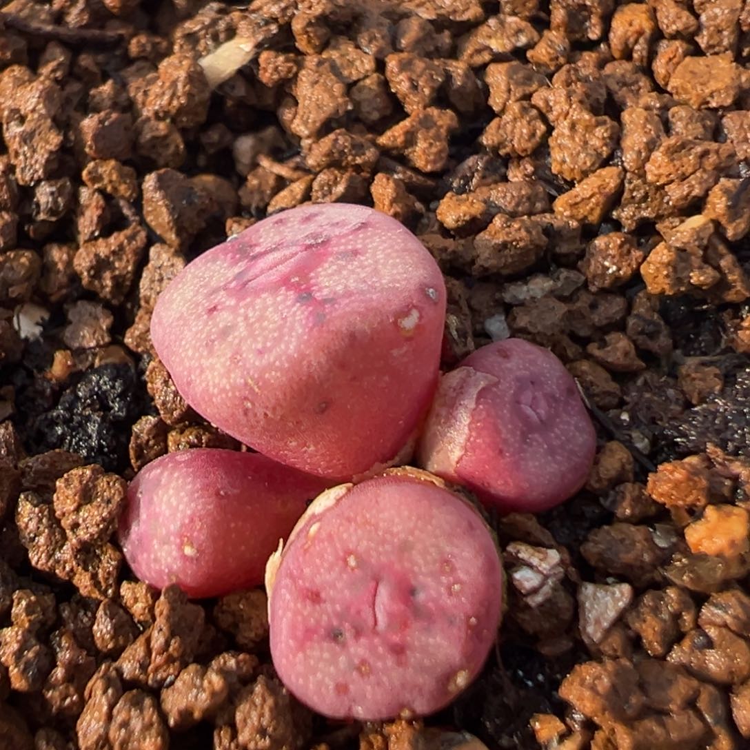 45多肉植物百科方碗