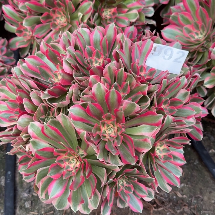 妖月992号多肉法师多肉