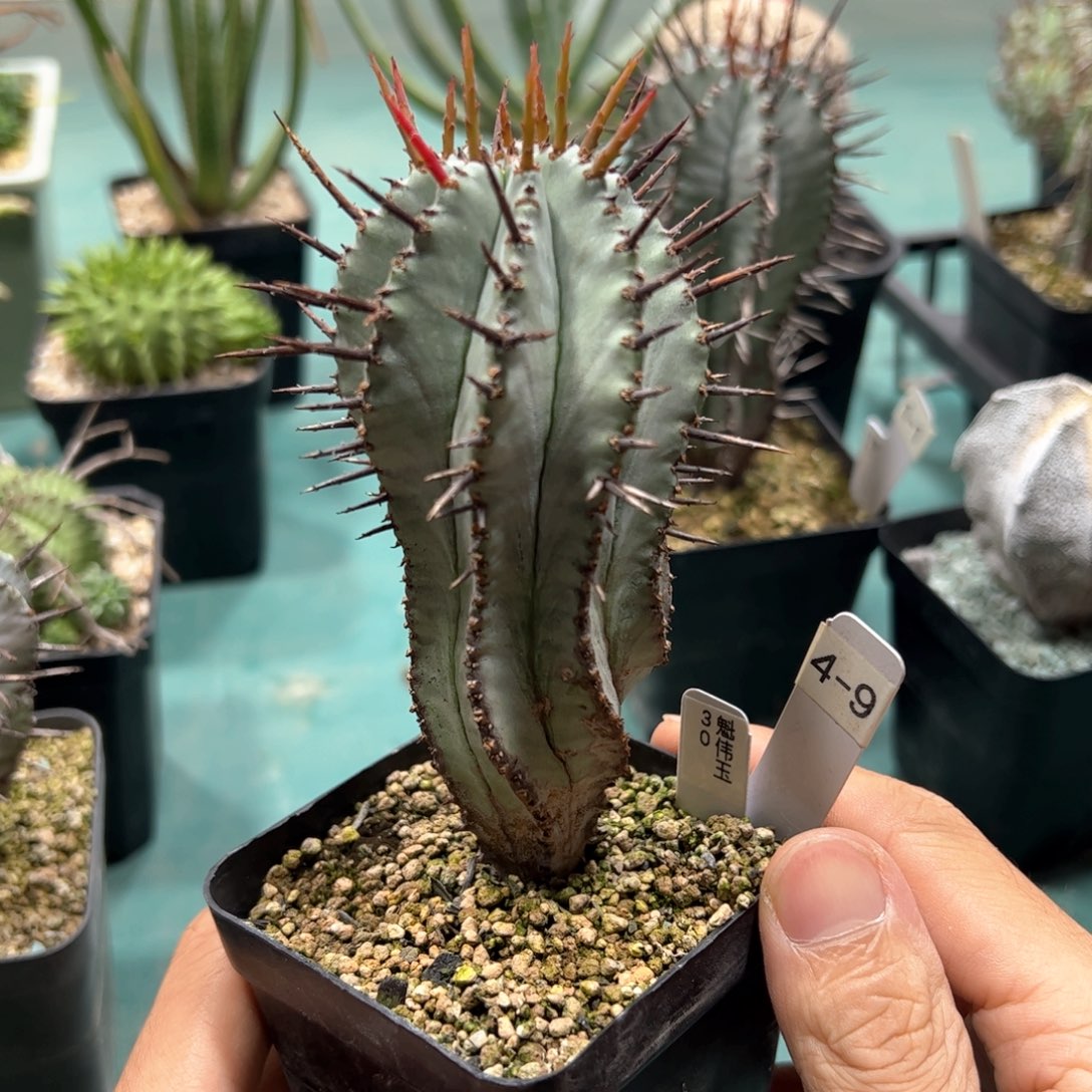 4-9魁伟玉 侧芽繁殖脱土发货