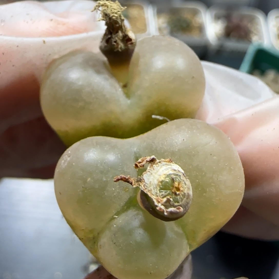 1.16 捡漏 毛 6034